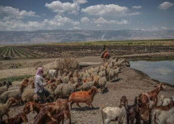 সিরিয়ায় আইএসআইএস শত শত ভেড়া চুরি করে স্থানীয় একটি মিলিশিয়া গোষ্ঠীর কাছে বিক্রি করে দিয়েছে